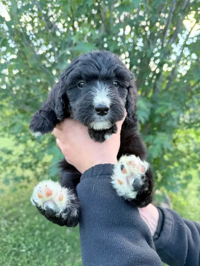F1 Bernedoodle Puppies – Ready Now – Edmonton Area