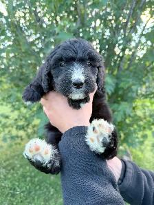 F1 Bernedoodle Puppies – Ready Now – Edmonton Area