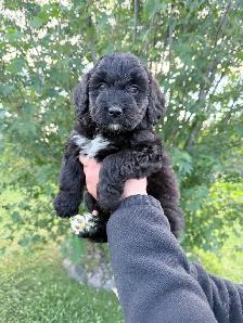 F1 Bernedoodle Puppies – Ready Now – Edmonton Area - Photo 2