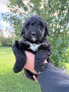 F1 Bernedoodle Puppies – Ready Now – Edmonton Area - Photo 3