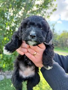F1 Bernedoodle Puppies – Ready Now – Edmonton Area - Photo 4
