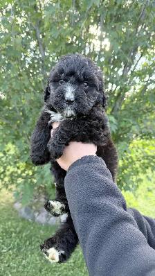 F1 Bernedoodle Puppies – Ready Now – Edmonton Area - Photo 5