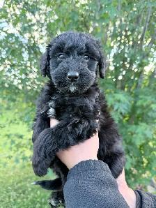 F1 Bernedoodle Puppies – Ready Now – Edmonton Area - Photo 6