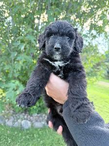 F1 Bernedoodle Puppies – Ready Now – Edmonton Area - Photo 7