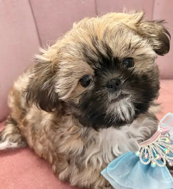 ♥️X-Small Maltshi Male Puppy♥️