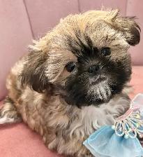 ♥️X-Small Maltshi Male Puppy♥️