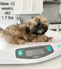 ♥️X-Small Maltshi Male Puppy♥️ - Photo 2