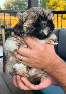 ♥️X-Small Maltshi Male Puppy♥️ - Photo 3