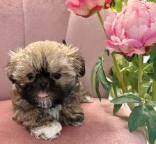 ♥️X-Small Maltshi Male Puppy♥️ - Photo 4