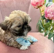 ♥️X-Small Maltshi Male Puppy♥️ - Photo 5
