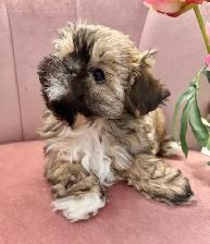 ♥️X-Small Maltshi Male Puppy♥️ - Photo 6