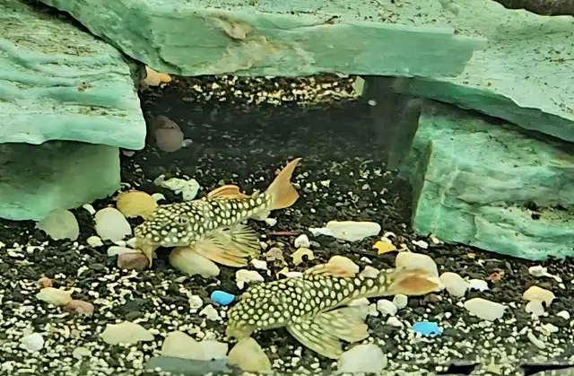L014 sunshine plecos 2.5'-3'