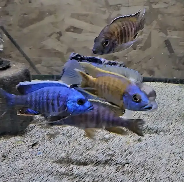 xl show males 4.5'-6'