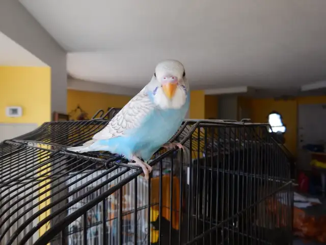 8 WEEK OLD CALM FEMALE BABY BUDGIE FOR SALE