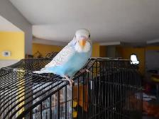 8 WEEK OLD CALM FEMALE BABY BUDGIE FOR SALE