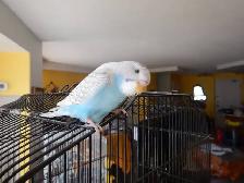 8 WEEK OLD CALM FEMALE BABY BUDGIE FOR SALE - Photo 2