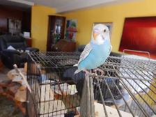 8 WEEK OLD CALM FEMALE BABY BUDGIE FOR SALE - Photo 3