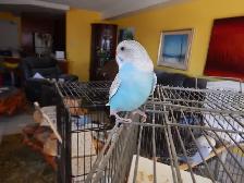 8 WEEK OLD CALM FEMALE BABY BUDGIE FOR SALE - Photo 4