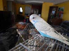 8 WEEK OLD CALM FEMALE BABY BUDGIE FOR SALE - Photo 5
