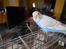 8 WEEK OLD CALM FEMALE BABY BUDGIE FOR SALE - Photo 6
