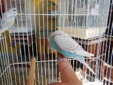 8 WEEK OLD CALM FEMALE BABY BUDGIE FOR SALE - Photo 7