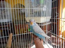 8 WEEK OLD CALM FEMALE BABY BUDGIE FOR SALE - Photo 8