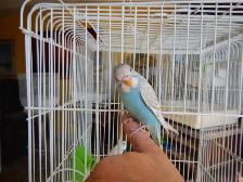 8 WEEK OLD CALM FEMALE BABY BUDGIE FOR SALE - Photo 9