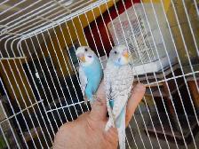 8 WEEK OLD CALM FEMALE BABY BUDGIE FOR SALE - Photo 10