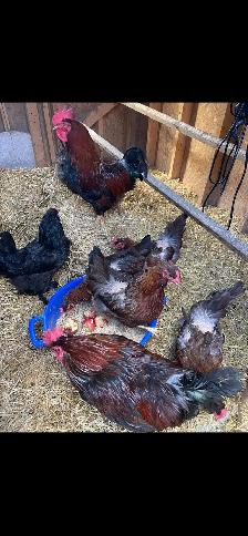 Welsummer Hens/Olive Egger Hens