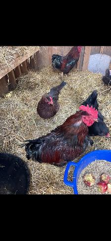 Welsummer Hens/Olive Egger Hens - Photo 2