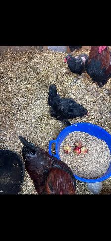 Welsummer Hens/Olive Egger Hens - Photo 3