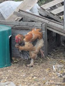 Purebred Brahma Roo's