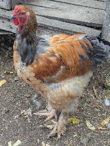 Purebred Brahma Roo's - Photo 2