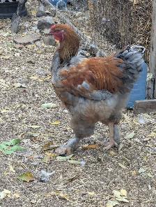 Purebred Brahma Roo's - Photo 3