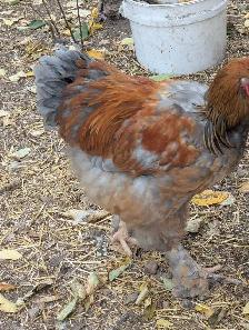 Purebred Brahma Roo's - Photo 4