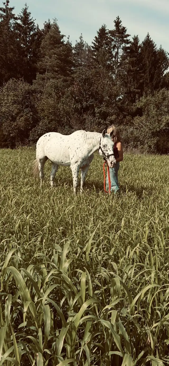 Appaloosa for sale