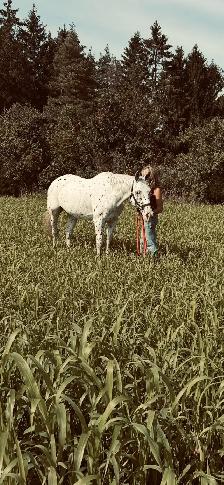 Appaloosa for sale