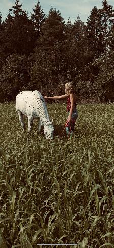 Appaloosa for sale - Photo 2
