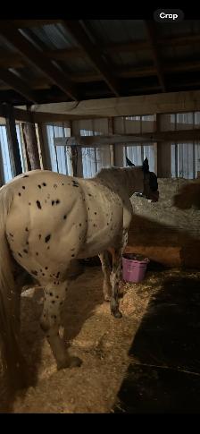 Appaloosa for sale - Photo 3