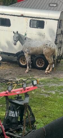 Appaloosa for sale - Photo 4