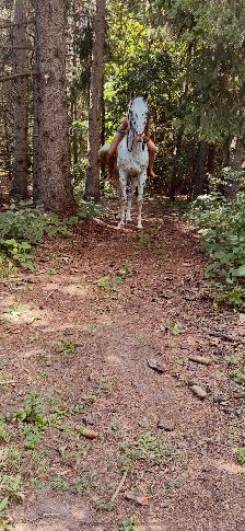 Appaloosa for sale - Photo 5