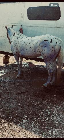 Appaloosa for sale - Photo 6