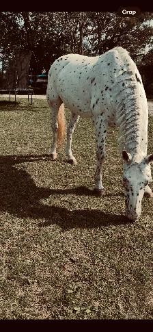 Appaloosa for sale - Photo 7