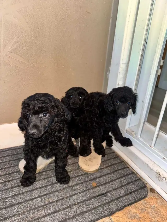 Chiot Caniche Miniature