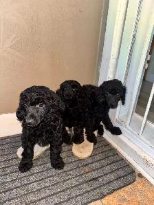 Chiot Caniche Miniature