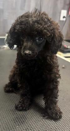 Chiot Caniche Miniature - Photo 2