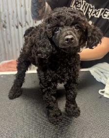 Chiot Caniche Miniature - Photo 3