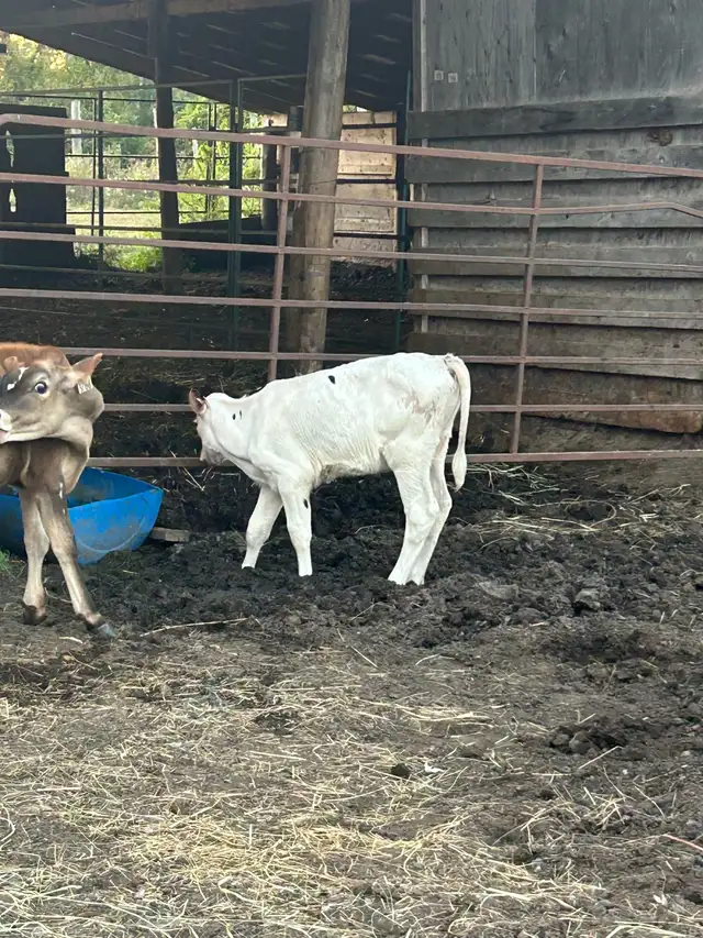 calfs for sale
