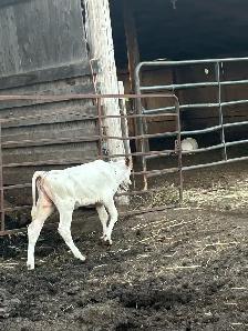 calfs for sale - Photo 2