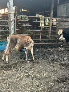 calfs for sale - Photo 3